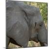 Female Elephant - Zabia-Scott Bennion-Mounted Photo