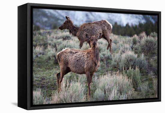 Female Elk (Cervus Canadensis) in Yellowstone National Park, Wyoming-James White-Framed Premier Image Canvas