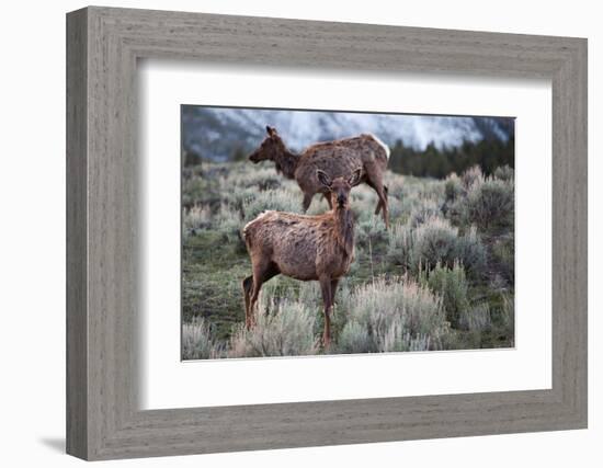 Female Elk (Cervus Canadensis) in Yellowstone National Park, Wyoming-James White-Framed Photographic Print