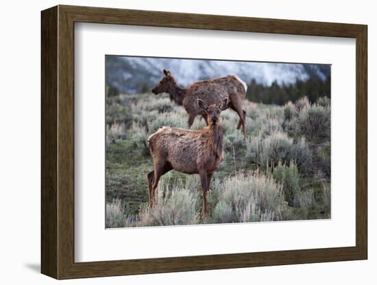 Female Elk (Cervus Canadensis) in Yellowstone National Park, Wyoming-James White-Framed Photographic Print