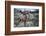 Female Elk (Cervus Canadensis) in Yellowstone National Park, Wyoming-James White-Framed Photographic Print