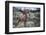 Female Elk (Cervus Canadensis) in Yellowstone National Park, Wyoming-James White-Framed Photographic Print