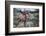 Female Elk (Cervus Canadensis) in Yellowstone National Park, Wyoming-James White-Framed Photographic Print