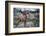 Female Elk (Cervus Canadensis) in Yellowstone National Park, Wyoming-James White-Framed Photographic Print