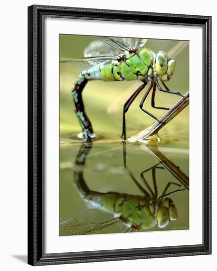 Female Emperor Dragonfly (Anax Imperator) Laying Eggs at the Edge of a Pond, Cornwall, UK-Ross Hoddinott-Framed Photographic Print