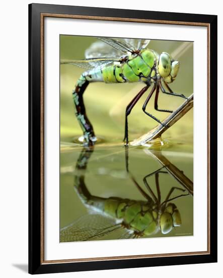 Female Emperor Dragonfly (Anax Imperator) Laying Eggs at the Edge of a Pond, Cornwall, UK-Ross Hoddinott-Framed Photographic Print