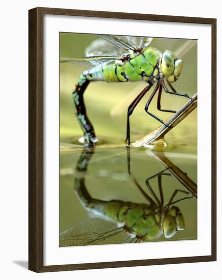 Female Emperor Dragonfly (Anax Imperator) Laying Eggs at the Edge of a Pond, Cornwall, UK-Ross Hoddinott-Framed Photographic Print