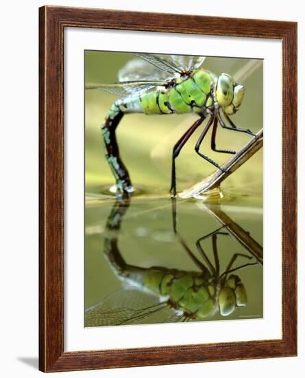 Female Emperor Dragonfly (Anax Imperator) Laying Eggs at the Edge of a Pond, Cornwall, UK-Ross Hoddinott-Framed Photographic Print