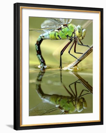 Female Emperor Dragonfly (Anax Imperator) Laying Eggs at the Edge of a Pond, Cornwall, UK-Ross Hoddinott-Framed Photographic Print