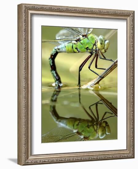 Female Emperor Dragonfly (Anax Imperator) Laying Eggs at the Edge of a Pond, Cornwall, UK-Ross Hoddinott-Framed Photographic Print