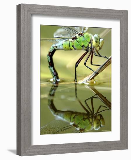 Female Emperor Dragonfly (Anax Imperator) Laying Eggs at the Edge of a Pond, Cornwall, UK-Ross Hoddinott-Framed Photographic Print