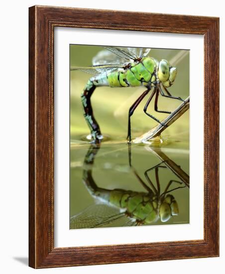 Female Emperor Dragonfly (Anax Imperator) Laying Eggs at the Edge of a Pond, Cornwall, UK-Ross Hoddinott-Framed Photographic Print