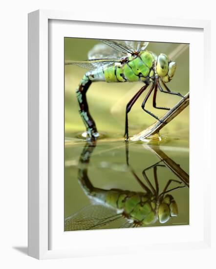 Female Emperor Dragonfly (Anax Imperator) Laying Eggs at the Edge of a Pond, Cornwall, UK-Ross Hoddinott-Framed Photographic Print