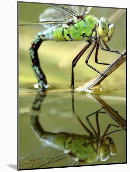 Female Emperor Dragonfly (Anax Imperator) Laying Eggs at the Edge of a Pond, Cornwall, UK-Ross Hoddinott-Mounted Photographic Print