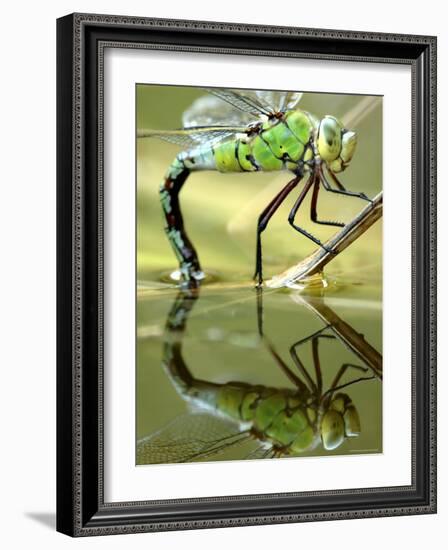 Female Emperor Dragonfly (Anax Imperator) Laying Eggs at the Edge of a Pond, Cornwall, UK-Ross Hoddinott-Framed Photographic Print