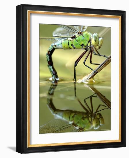 Female Emperor Dragonfly (Anax Imperator) Laying Eggs at the Edge of a Pond, Cornwall, UK-Ross Hoddinott-Framed Photographic Print