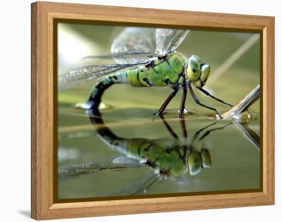 Female Emperor Dragonfly Laying Eggs at the Edge of a Pond. Cornwall, UK-Ross Hoddinott-Framed Premier Image Canvas