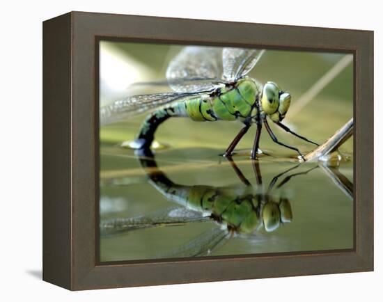 Female Emperor Dragonfly Laying Eggs at the Edge of a Pond. Cornwall, UK-Ross Hoddinott-Framed Premier Image Canvas