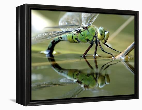 Female Emperor Dragonfly Laying Eggs at the Edge of a Pond. Cornwall, UK-Ross Hoddinott-Framed Premier Image Canvas