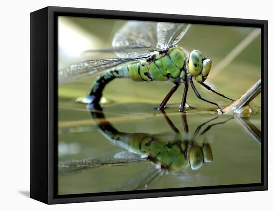 Female Emperor Dragonfly Laying Eggs at the Edge of a Pond. Cornwall, UK-Ross Hoddinott-Framed Premier Image Canvas