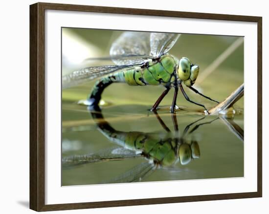 Female Emperor Dragonfly Laying Eggs at the Edge of a Pond. Cornwall, UK-Ross Hoddinott-Framed Photographic Print