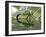 Female Emperor Dragonfly Laying Eggs at the Edge of a Pond. Cornwall, UK-Ross Hoddinott-Framed Photographic Print