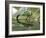 Female Emperor Dragonfly Laying Eggs at the Edge of a Pond. Cornwall, UK-Ross Hoddinott-Framed Photographic Print