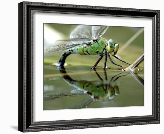 Female Emperor Dragonfly Laying Eggs at the Edge of a Pond. Cornwall, UK-Ross Hoddinott-Framed Photographic Print