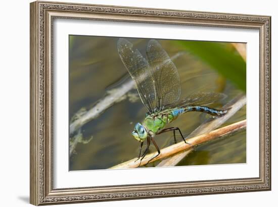 Female Emperor Dragonfly-Adrian Bicker-Framed Photographic Print