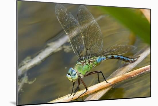 Female Emperor Dragonfly-Adrian Bicker-Mounted Photographic Print