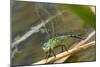 Female Emperor Dragonfly-Adrian Bicker-Mounted Photographic Print