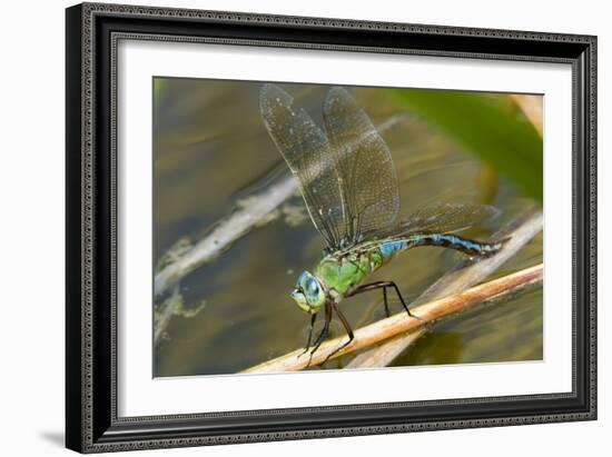 Female Emperor Dragonfly-Adrian Bicker-Framed Photographic Print