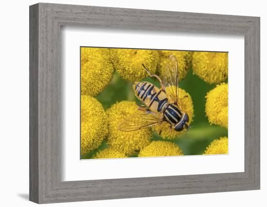 Female European hoverfly pollinating Tansy in flower-Philippe Clement-Framed Photographic Print