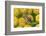 Female European hoverfly pollinating Tansy in flower-Philippe Clement-Framed Photographic Print