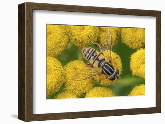 Female European hoverfly pollinating Tansy in flower-Philippe Clement-Framed Photographic Print