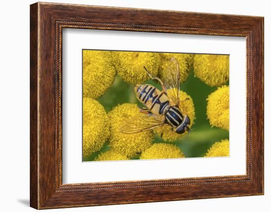 Female European hoverfly pollinating Tansy in flower-Philippe Clement-Framed Photographic Print