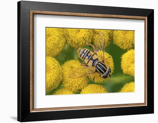 Female European hoverfly pollinating Tansy in flower-Philippe Clement-Framed Photographic Print