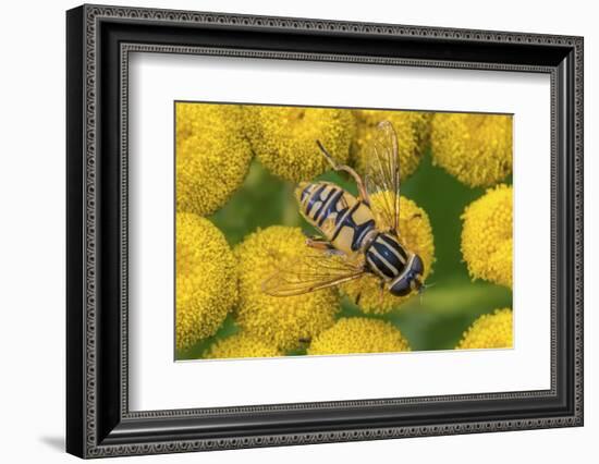 Female European hoverfly pollinating Tansy in flower-Philippe Clement-Framed Photographic Print