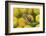 Female European hoverfly pollinating Tansy in flower-Philippe Clement-Framed Photographic Print