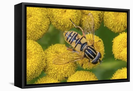 Female European hoverfly pollinating Tansy in flower-Philippe Clement-Framed Premier Image Canvas