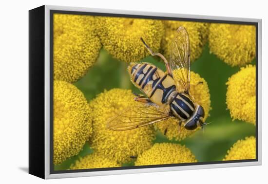 Female European hoverfly pollinating Tansy in flower-Philippe Clement-Framed Premier Image Canvas