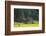 Female European Moose (Alces Alces) in Flowering Field, Elk, Morko, Sormland, Sweden, July 2009-Widstrand-Framed Photographic Print