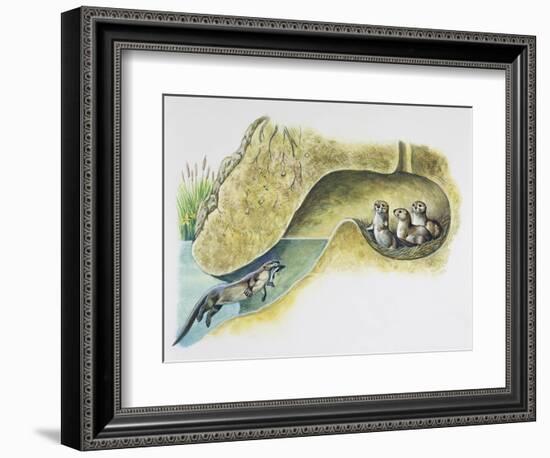 Female European Otter (Lutra Lutra), Mustelidae, Bringing Food to Her Pups in Holt-null-Framed Giclee Print