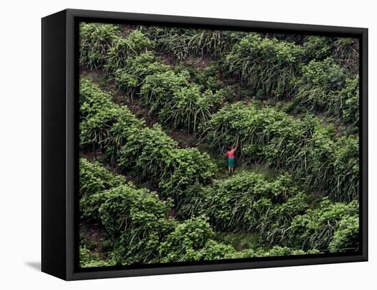 Female Farm Worker Picks Up Dragon Fruit in Ticuantepe, Nicaragua, September 26, 2006-Esteban Felix-Framed Premier Image Canvas