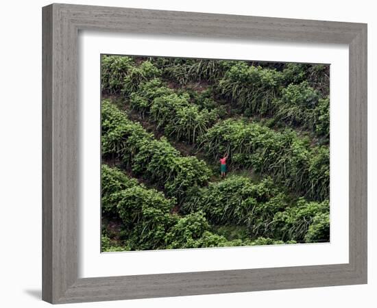 Female Farm Worker Picks Up Dragon Fruit in Ticuantepe, Nicaragua, September 26, 2006-Esteban Felix-Framed Photographic Print