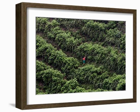 Female Farm Worker Picks Up Dragon Fruit in Ticuantepe, Nicaragua, September 26, 2006-Esteban Felix-Framed Photographic Print