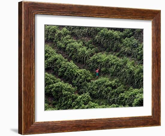 Female Farm Worker Picks Up Dragon Fruit in Ticuantepe, Nicaragua, September 26, 2006-Esteban Felix-Framed Photographic Print