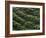 Female Farm Worker Picks Up Dragon Fruit in Ticuantepe, Nicaragua, September 26, 2006-Esteban Felix-Framed Photographic Print