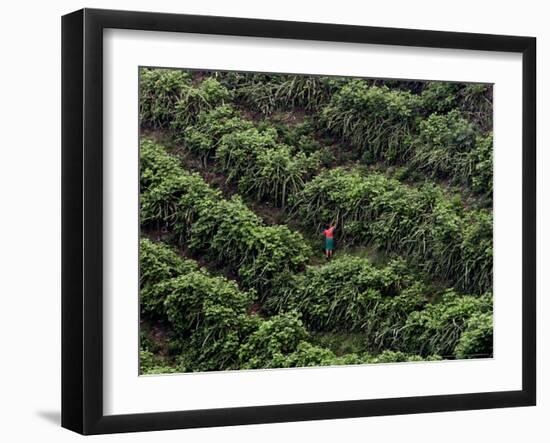 Female Farm Worker Picks Up Dragon Fruit in Ticuantepe, Nicaragua, September 26, 2006-Esteban Felix-Framed Photographic Print