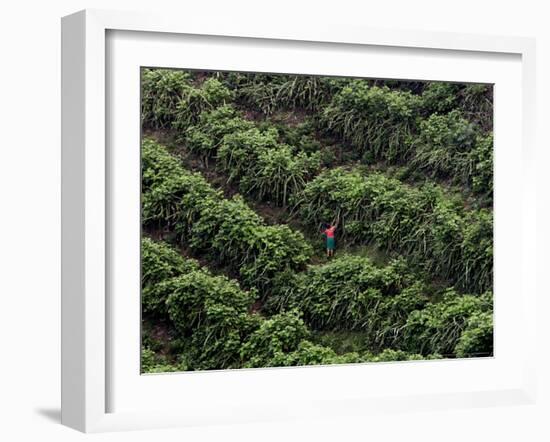 Female Farm Worker Picks Up Dragon Fruit in Ticuantepe, Nicaragua, September 26, 2006-Esteban Felix-Framed Photographic Print